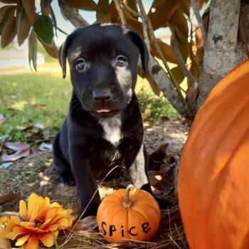 Rescue Dachshund and Chow Chow Dogs for Adoption in New Orleans, Louisiana - Spice | PetCurious