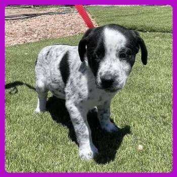 Labrador Retriever and Mixed Breed Dogs Available for Adoption in Prescott, Arizona - Uni | PetCurious