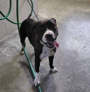MOCHA -  Pit Bull Terrier Dog Available for Adoption in St. Cloud, Florida - MOCHA | PetCurious