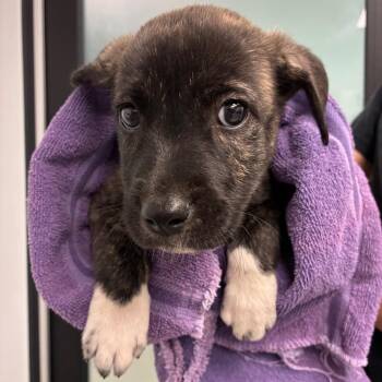 Michelle -  Terrier and Mixed Breed Dog Available for Adoption in Abilene, Texas - Michelle | PetCurious