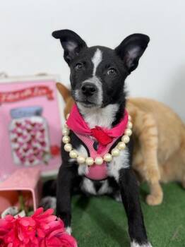 Mango-One of our Amazing Rescue Dogs -  Australian Cattle Dog Blue Heeler and Corgi Dog for Adoption in Carlsbad, California - Mango-One Of Our Amazing Rescue Dogs | PetCurious