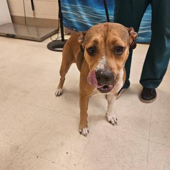 Mixed Breed Dogs Available for Adoption in Lake Panasoffkee, Florida - Maggie | PetCurious