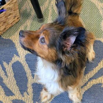 Mac -  Papillon Dog for Adoption in Georgetown, Kentucky - Mac | PetCurious