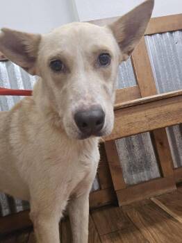 Rescue Shepherd and Labrador Retriever Dogs for Adoption in New York, New York - Harry TX | PetCurious