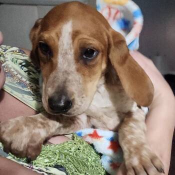 Beagle Dogs Available for Adoption - Ruby | PetCurious