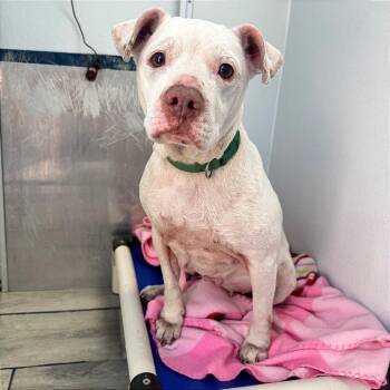 Pit Bull Terrier and Mixed Breed Dogs Available for Adoption in Denison, Texas - Mary Lynn Fka Promise | PetCurious