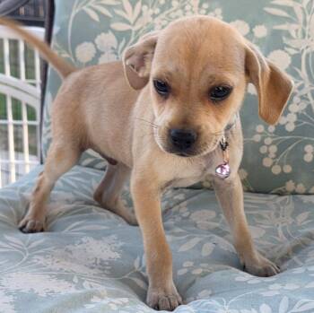 Rescue Dachshund Dogs for Adoption in Thousand Oaks, California - Monchichi | PetCurious