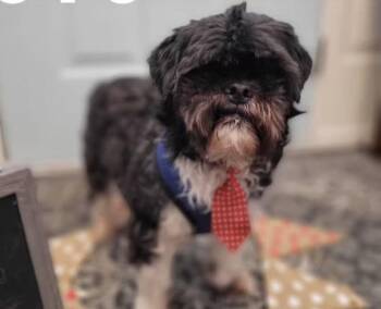Shih Tzu and Brussels Griffon Dogs Available for Adoption in Harrington, Delaware - Toto | PetCurious