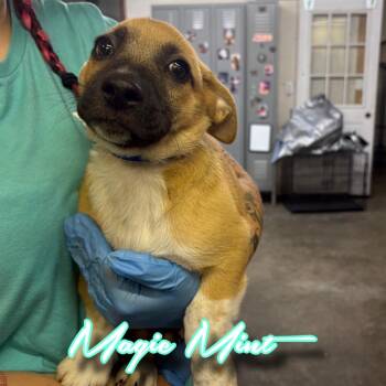 Magic Mint -  Shepherd and Mixed Breed Dog for Adoption in Hillsboro, Ohio - Magic Mint | PetCurious