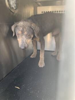 Pit Bull Terrier and Mixed Breed Dogs Available for Adoption in Corpus Christi, Texas - HUDSON | PetCurious