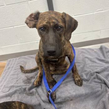 Mabel -  Hound Dog for Adoption in Chattanooga, Tennessee - Mabel | PetCurious