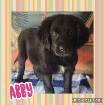 Abby -  Labrador Retriever Dog for Adoption in Ringwood, New Jersey - Abby | PetCurious