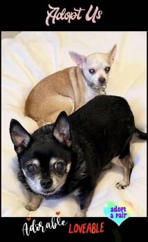 Chihuahua Dogs Available for Adoption in Saginaw, Michigan - Max & Maddie | PetCurious