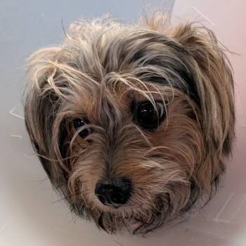 Inigo Montoya -  Mixed Breed Dog for Adoption in Leander, Texas - Inigo Montoya | PetCurious