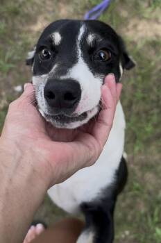Frank -  Rat Terrier Dog for Adoption in Washington, District Of Columbia - Frank | PetCurious