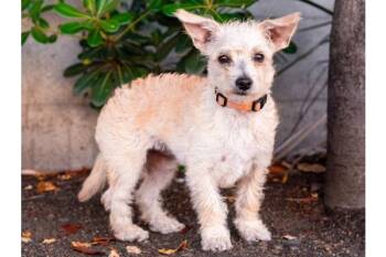 Yorkshire Terrier and Chihuahua Dogs Available for Adoption in Palo Alto, California - Whatsit | PetCurious