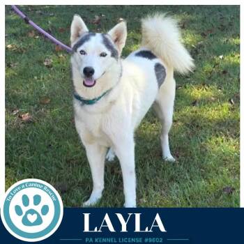 Layla 102426 -  Husky Dog for Adoption in Kimberton, Pennsylvania - Layla 102426 | PetCurious