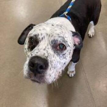 YORK-Stray-16555 -  Mixed Breed and Bull Terrier Dog for Adoption in York, Pennsylvania - YORK-Stray-16555 | PetCurious