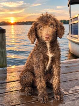 Pacey -  Poodle and Australian Kelpie Dog for Adoption in Valley Park, Oklahoma - Pacey | PetCurious