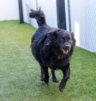 Retriever and Terrier Dogs Available for Adoption - Harry | PetCurious