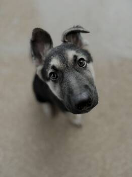 Teigen -  German Shepherd Dog Dog for Adoption in Glendale, Arizona - Teigen | PetCurious