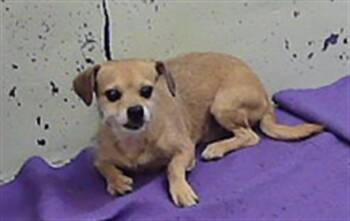 BIGOTE -  Chihuahua and Staffordshire Bull Terrier Dog for Adoption in Houston, Texas - BIGOTE | PetCurious