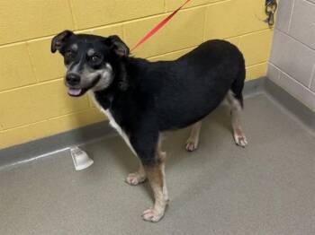 FROSTY -  Siberian Husky and German Shepherd Dog Dog for Adoption in Colorado Springs, Colorado - FROSTY | PetCurious