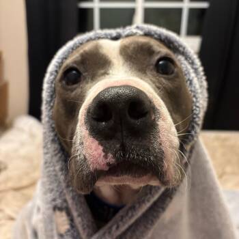 American Bulldog and Boxer Dogs Available for Adoption in Andover, Massachusetts - Blaze | PetCurious