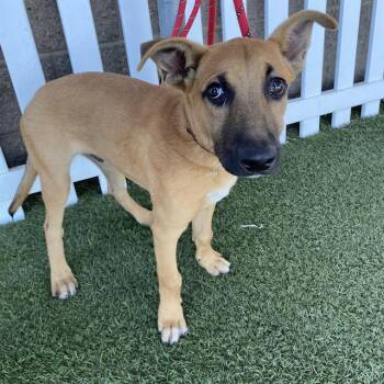 Rescue German Shepherd Dog and Mixed Breed Dogs for Adoption in Modesto, California - A603638 | PetCurious