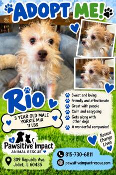 Rio -  Yorkie Poo Dog for Adoption in Shorewood, Illinois - Rio | PetCurious