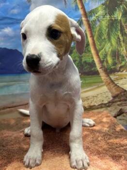 Paddy the Baddy -  Cattle Dog and Mixed Breed Dog for Adoption in San Antonio, Texas - Paddy The Baddy | PetCurious