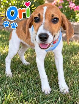 Ori (M) -  Beagle Dog for Adoption in Lee