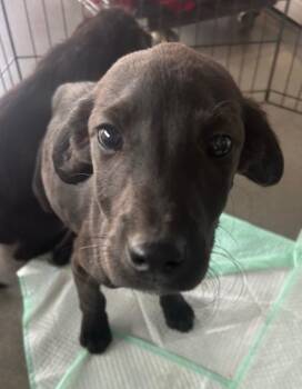 Schnauzer Dogs Available for Adoption - Spartan (Sx7 Pups) | PetCurious