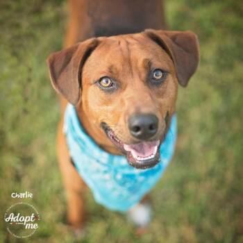 Charlie Brown Belly Rub King -  Hound and Rhodesian Ridgeback Dog for Adoption in Friendswood, Texas - Charlie Brown Belly Rub King | PetCurious