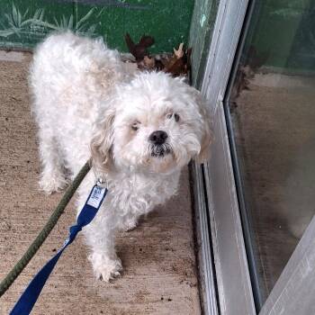 Bichon Frise Dogs Available for Adoption - Spencer | PetCurious