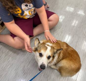 Romeo -  Corgi Dog for Adoption in Gilberts, Illinois - Romeo | PetCurious