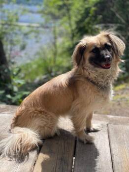 Rescue Mixed Breed Dogs for Adoption in Vancouver, British Columbia - Honey | PetCurious
