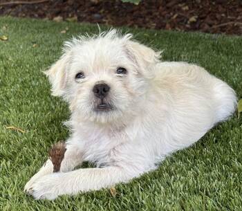 Boat: Pontoon -  French Bulldog and Poodle Dog for Adoption in Palo Alto, California - Boat: Pontoon | PetCurious