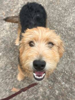 Airedale Terrier and Australian Cattle Dog Blue Heeler Dogs Available for Adoption in Andover, Massachusetts - Hawkeye Oiseau | PetCurious