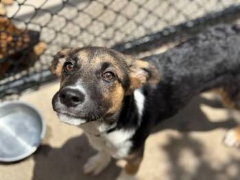 CHESTNEY -  German Shepherd Dog and Mixed Breed Dog Available for Adoption in Tulsa, Oklahoma - CHESTNEY | PetCurious