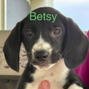 Betsy -  Mixed Breed Dog for Adoption in Allentown, Pennsylvania - Betsy | PetCurious