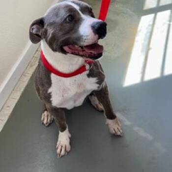 LILLY -  Pit Bull Terrier Dog for Adoption in Carlin, Nevada - LILLY | PetCurious