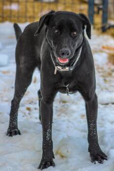 Black Labrador Retriever Dogs Available for Adoption - Roxy | PetCurious