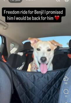 Rescue Labrador Retriever Dogs for Adoption in Phoenix, Arizona - Ben | PetCurious