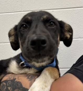 Labrador Retriever and Shepherd Dogs Available for Adoption in Golden, Colorado - Elena | PetCurious