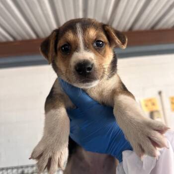 Marcia -  Shepherd and Mixed Breed Dog for Adoption in Edinburg, Texas - Marcia | PetCurious