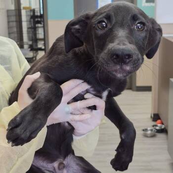 Oboe -  Labrador Retriever and Terrier Dog for Adoption in Cleveland, Mississippi - Oboe | PetCurious
