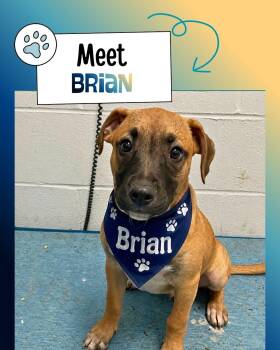 Brian -  Belgian Shepherd Malinois and Black Mouth Cur Dog for Adoption in Sulphur, Kentucky - Brian | PetCurious