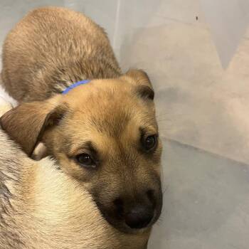 Pretzel -  Mixed Breed Dog for Adoption in Chattanooga, Tennessee - Pretzel | PetCurious