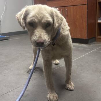 Vanilla bean -  Yellow Labrador Retriever Dog for Adoption in Yuma, Arizona - Vanilla Bean | PetCurious